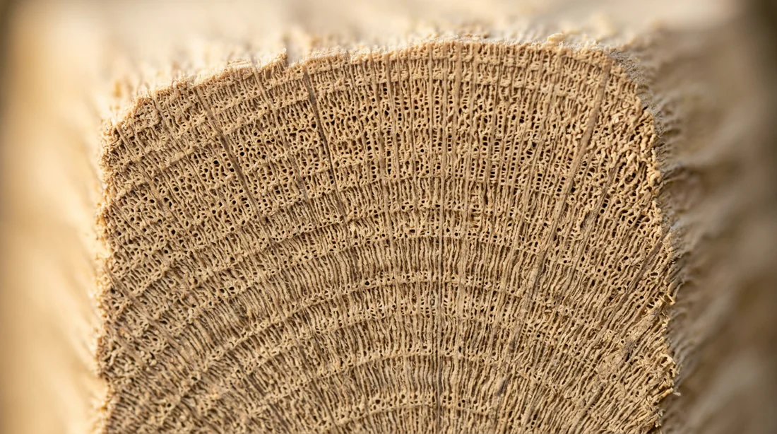 Détail macro de la texture du bois de charme